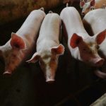 Zbog afričke kuge svinja svi na oprezu: Najavljene oštrije kontrole farmi pred praznike (Video)