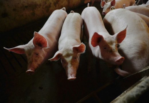 Zbog afričke kuge svinja svi na oprezu: Najavljene oštrije kontrole farmi pred praznike (Video)