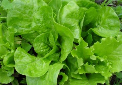 Ovo obavezno izbjegavajte da radite: Jednostavan trik da vam zelena salata duže traje
