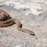 Pripazite se: Kako se zaštiti od ujeda zmije