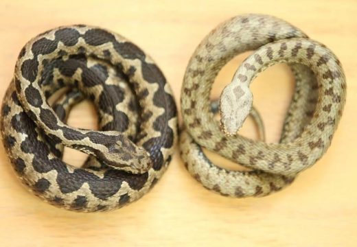 Institut upozorava na zmije: Prvomajske preporuke za bоrаvаk u prirоdi
