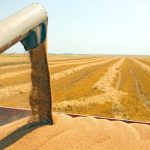 Povoljni uslovi: Ratari u Srpskoj najviše zainteresovani za sjetvu pšenice