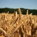 “Pšenica je završila fazu cvjetanja”: Poljoprivrednici u Semberiji zadovoljni usjevima i nadaju se pogodnim vremenskim prilikama