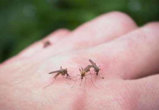 Bijeljina: Počelo larvicidno uništavanje komaraca