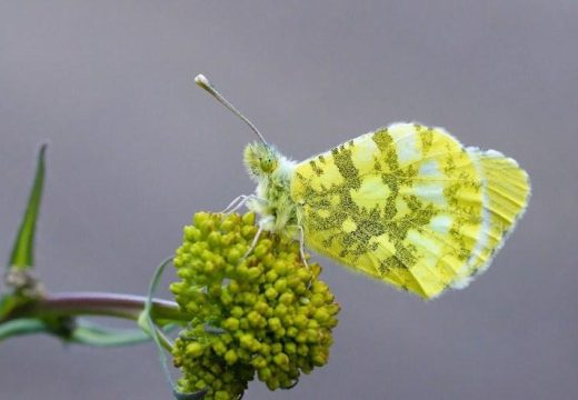 Otkriće: Bosna i Hercegovina bogatija za novu vrstu leptira