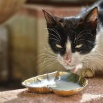 Kućni ljubimci: Zašto mačke ne bi trebalo da piju kravlje mlijeko?