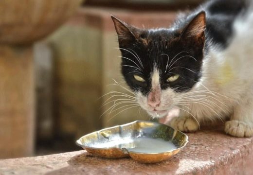 Kućni ljubimci: Zašto mačke ne bi trebalo da piju kravlje mlijeko?