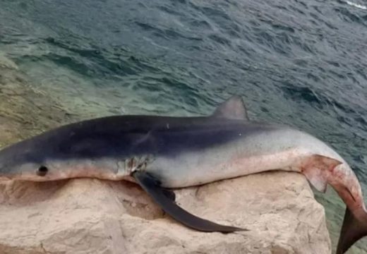 Neočekivan ulov u plićacima Jadrana: U Neumu ulovljen jedan od najopasnijih morskih pasa na svijetu (Foto)