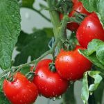 Nekoliko savjeta za kupovinu: Kako razlikovati pravi domaći paradajz i onaj iz plastenika?