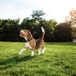 Nanjuše ih na kilometar: Istraživanje pokazalo kako psi prepoznaju zle i lažljive osobe