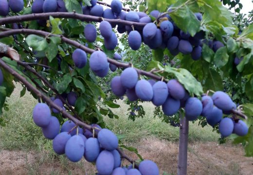 Neke sorte nisu ni rodile: Rod voća u Srpskoj prepolovljen