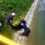 Naši vodotoci sve bogatiji ribom: U Dašnicu, Savu i Drinu pustili 630 kg šaranske mlađi (Foto)