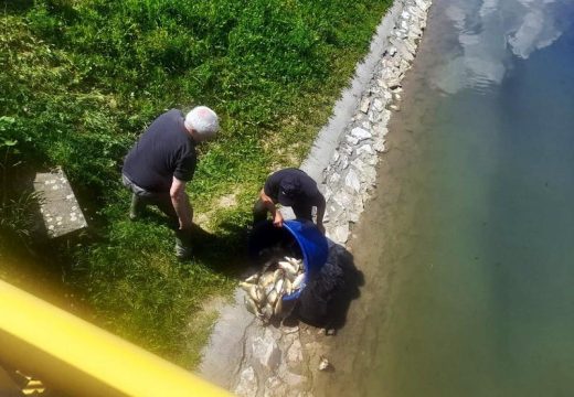 Naši vodotoci sve bogatiji ribom: U Dašnicu, Savu i Drinu pustili 630 kg šaranske mlađi (Foto)