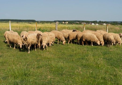Neobičan slučaj u BiH: Dala mu ovce na čuvanje, on ih ne želi vratiti
