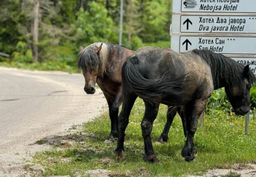 ČAROBAN PRIZOR:  Divlji konji u blizini Jahorine uljepšali dan prolaznicima