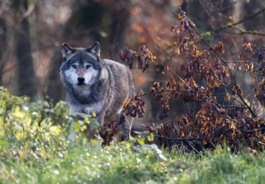 “Ovaj vuk nije bio sam”: Opasna zvijer na farmi udavila kozu i četiri psa čuvara