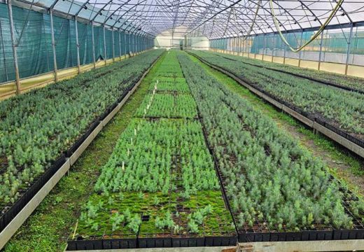 Širom Srpske: Plantaže Pančićeve omorike niču na jesen