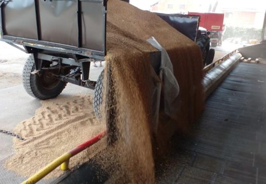 Poljoprivreda: Žetva pšenice u Semberiji privodi se kraju; Prinos pšenice dobar, otkupna cijena nepoznata (Foto)