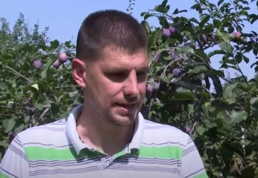 Rekordan rod šljive na Majevici – Jović: “Šljiva rano počela da zri” (Video)