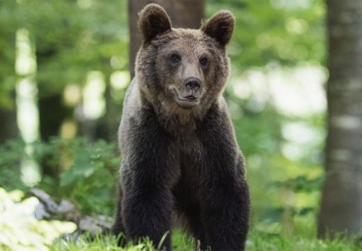 Drinić: “Lom” postaje prihvatilište za ugrožene medvjede