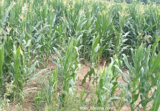 Stanje usjeva u Semberiji:  Kiša pogoduje kukuruzu
