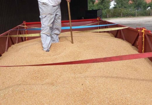 Žitopromet: U Semberiji otkupljeno 22.000 tona pšenice