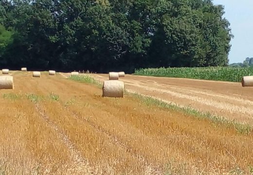 Vrućine: Temperature blizu 40-og podioka, poljoprivrednici strahuju od posljedica (Video)