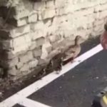 Prizor izazvao oduševljenje na društvenim mrežama: Muškarac zaustavio saobraćaj, kako bi patka sa pačićima sigurno prešla cestu