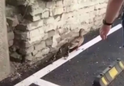 Prizor izazvao oduševljenje na društvenim mrežama: Muškarac zaustavio saobraćaj, kako bi patka sa pačićima sigurno prešla cestu