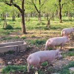 Smanjena potražnja za mesom: Veliki pad cijene prasića u Srpskoj