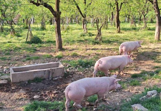 Smanjena potražnja za mesom: Veliki pad cijene prasića u Srpskoj