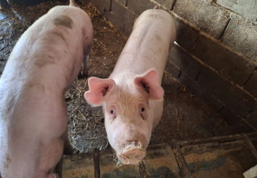 Iz Ministarstva potvrdili: U Hrvatsku se vratila afrička svinjska kuga
