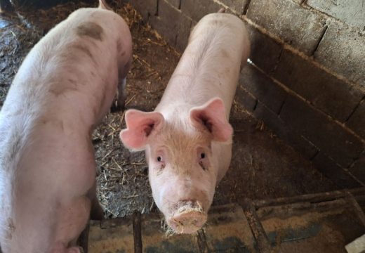 Borba i dalje traje: Farmeri nemaju mjesta za opuštanje, trebaju da obilježe svinje