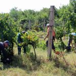 Berba će uraniti: Kakav prinos očekuju vinari u Srpskoj?