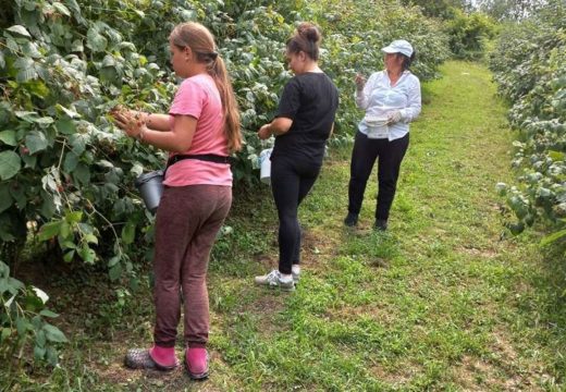 Problem predstavlja i nedostatak radne snage: Malinari nisu zadovoljni berbom