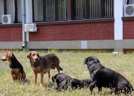 Bijeljinci traže hitna rješenja: Na ulicama sve više pasa lutalica, a azili skoro puni