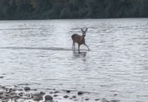 Nestvaran prizor na Drini: Radoznala Srna doskakutala pravo ispred kamere ribolovca (Video)