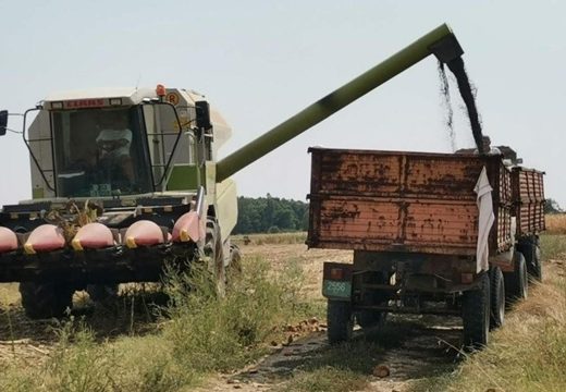 Podnosi sušu, ima dobru cijenu: Zašto sve više Semberaca proizvodi suncokret i da li se isplati