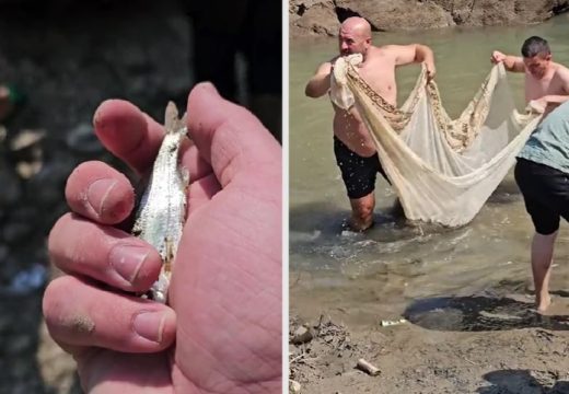 Kad se male ruke slože, sve se može: Presušilo korito rijeke Ibar zbog visokih temperatura, a mještani su počeli sa akcijom spasavanja ribe