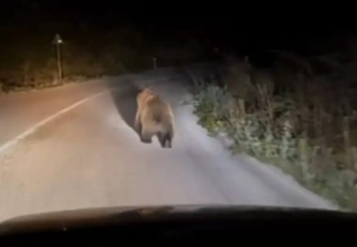 Sve češća pojava: Medvjed ponovo snimljen na putevima Srpske (Video)
