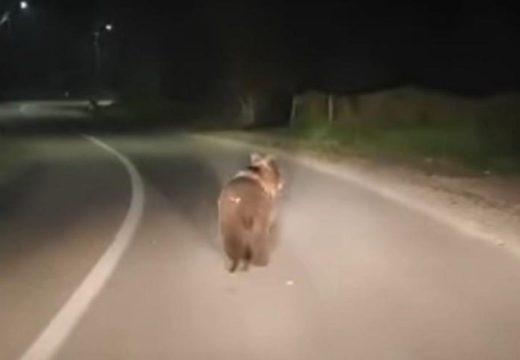 Nestašni medvjed napravio pometnju na putu Kotor Varoš-Teslić (Video)