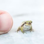 Nauka: U Brazilu otkrivena žaba manja od nokta (Foto)