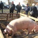 Počinje da raste cijena prasića u Srpskoj: Evo koliko su pojedinci zacijenili kilogram žive vage