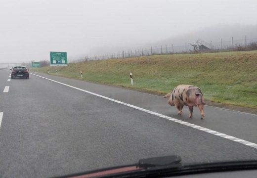 Zanimljivosti: Svinja “prošetala” autoputem Banjaluka – Gradiška (Foto/Video)