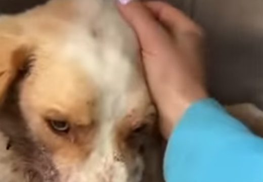 Humanost: Monstrum mu je raznio vilicu, a on i dalje voli ljude; Pomozimo mu da preživi