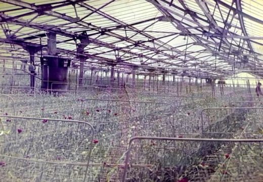 BIJELJINA: Staklenik iz Dvorova 1960-ih – ideja za preduzetnike budućnosti! (foto)