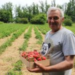 Gradiška: Ilija opčinjen proizvodnjom jagoda, sve proda na kućnom pragu (Foto)