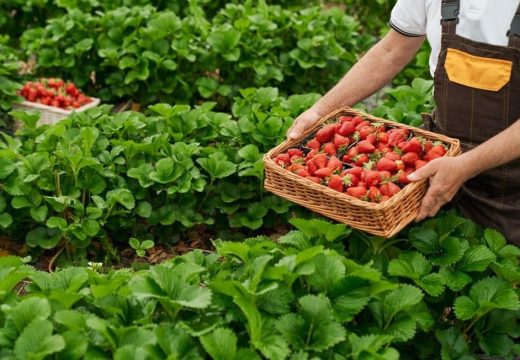 Posao: Evo kolika je dnevnica berača jagoda u Hrvatskoj, najviše ih dolazi iz BiH