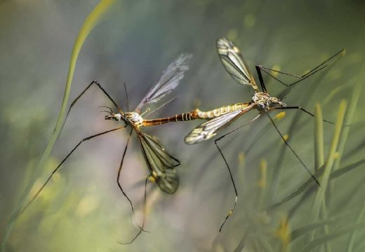 Bijeljina: Raspored zaprašivanja komaraca za 17. maj