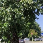 Sunčani maj donosi pojačane alergije: Stiže sezona lipe